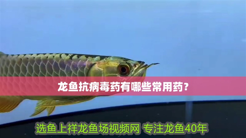 龍魚抗病毒藥有哪些常用藥？