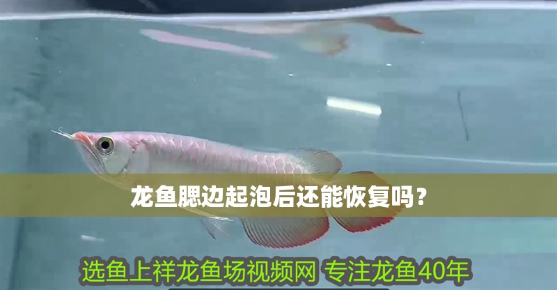 龍魚腮邊起泡后還能恢復嗎？