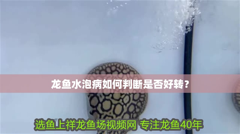 龍魚水泡病如何判斷是否好轉？