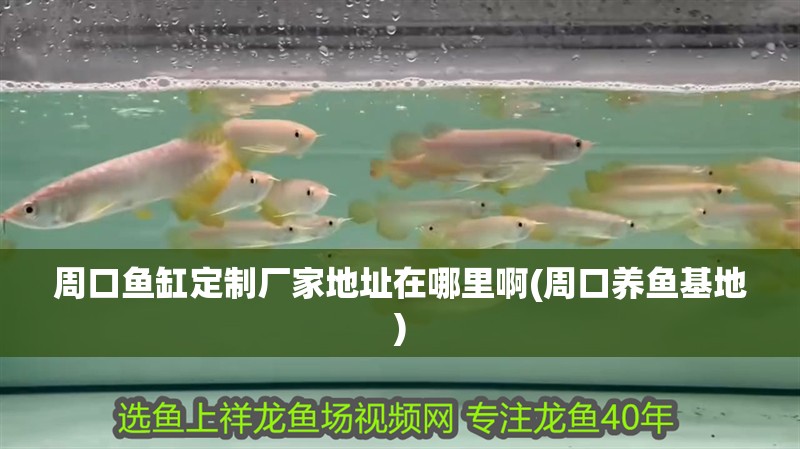 周口魚缸定制廠家地址在哪里啊(周口養魚基地) 周口魚缸定制廠家地址在哪里啊(周口養魚基地) 觀賞魚百科