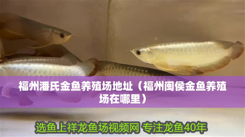 我的虎魚真菌感染了要怎么處理 福州潘氏金魚養殖場地址(福州閩侯金魚養殖場在哪里) 觀賞魚百科 福州潘氏金魚養殖場地址(福州閩侯金魚養殖場在哪里) 福州潘氏金魚養殖場地址(福州閩侯金魚養殖場在哪里) 觀賞魚百科