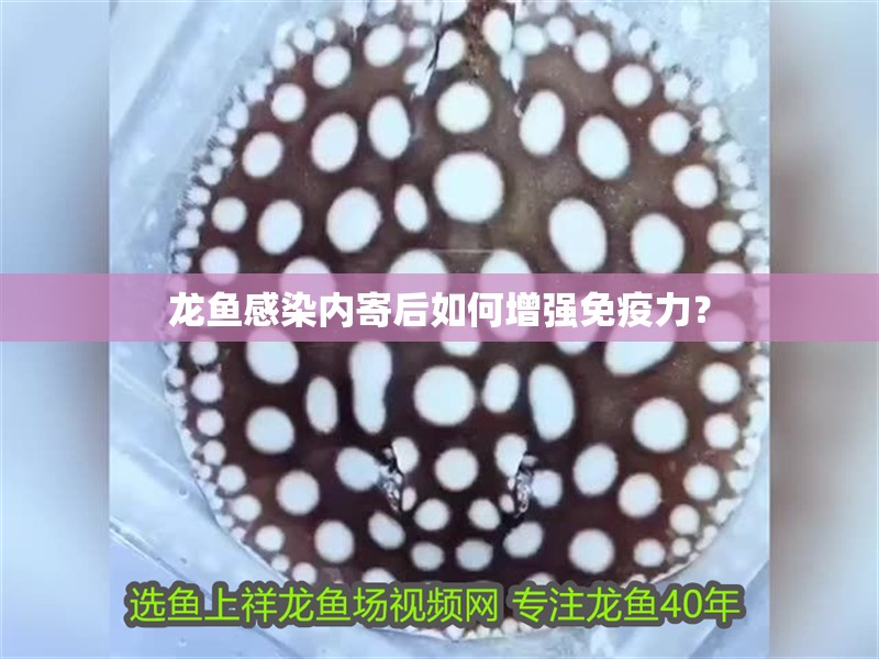 龍魚感染內(nèi)寄后如何增強(qiáng)免疫力？