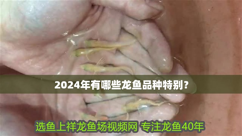 2024年有哪些龍魚品種特別？