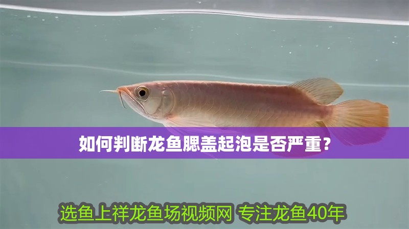 如何判斷龍魚腮蓋起泡是否嚴重？ 如何判斷龍魚腮蓋起泡是否嚴重？ 龍魚百科