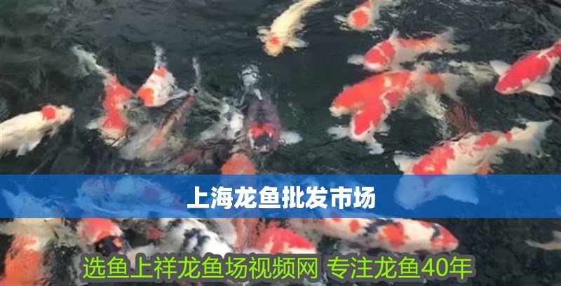 上海龍魚批發市場