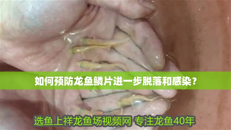 如何預防龍魚鱗片進一步脫落和感染？
