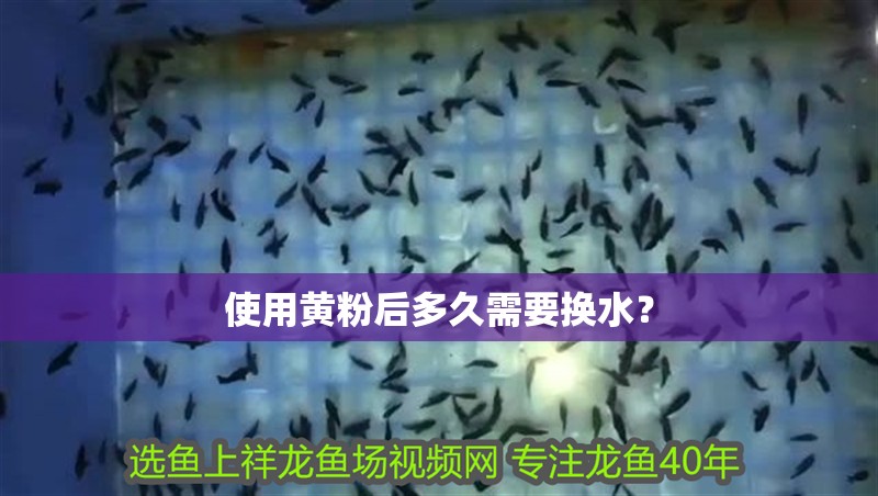 使用黃粉后多久需要換水？