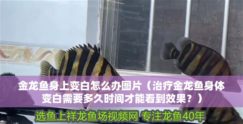 金龍魚身上變白怎么辦圖片（治療金龍魚身體變白需要多久時間才能看到效果？）