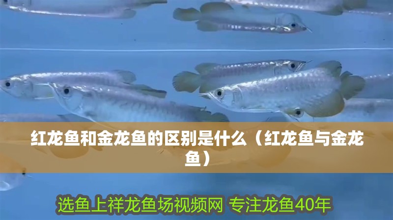 紅龍魚和金龍魚的區別是什么（紅龍魚與金龍魚）