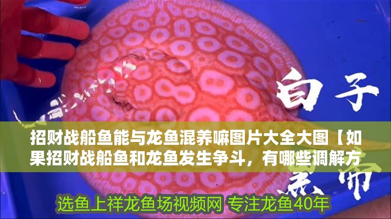 招財戰(zhàn)船魚能與龍魚混養(yǎng)嘛圖片大全大圖【如果招財戰(zhàn)船魚和龍魚發(fā)生爭斗，有哪些調(diào)解方法可以嘗試？】
