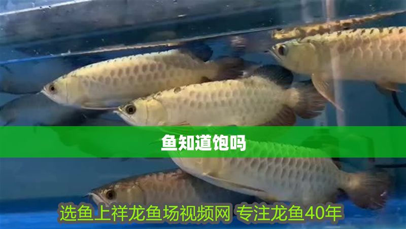魚知道飽嗎 全國水族館企業(yè)名錄 第2張 魚知道飽嗎 魚知道飽嗎 全國水族館企業(yè)名錄 第2張