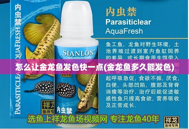 怎么讓金龍魚發色快一點(金龍魚多久能發色)