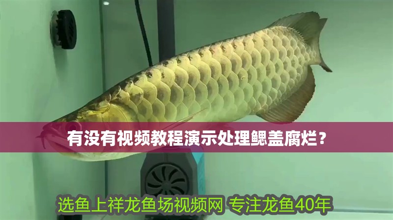 有沒有視頻教程演示處理鰓蓋腐爛？