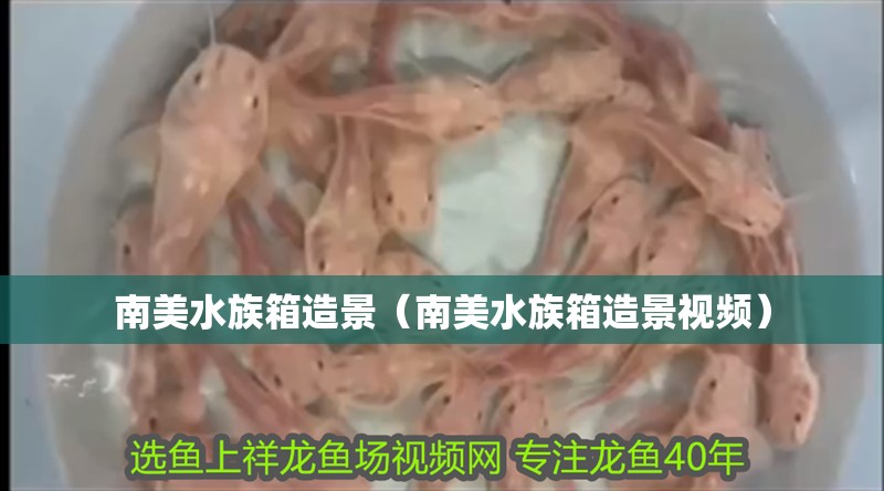 <strong><mark>南美水族</mark></strong>箱造景（<strong><mark>南美水族</mark></strong>箱造景視頻）