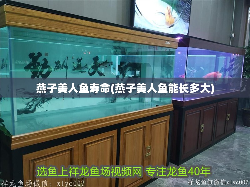 燕子美人魚壽命(燕子美人魚能長多大)