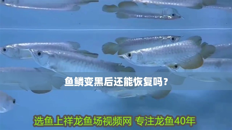 魚鱗變黑后還能恢復嗎？