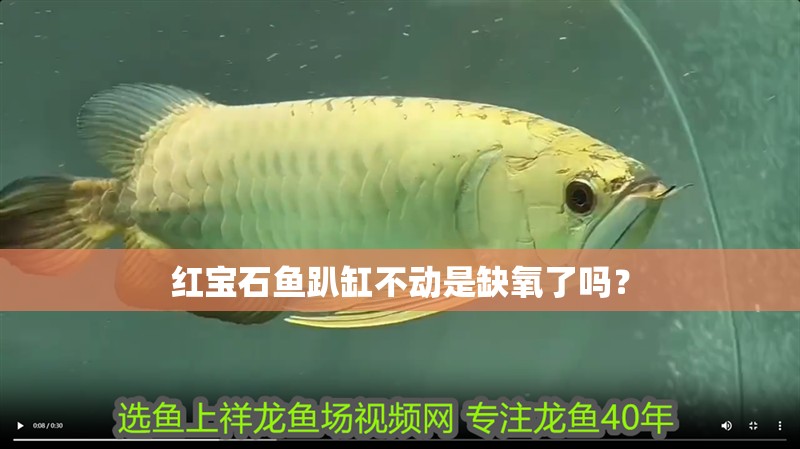 紅寶石魚趴缸不動是缺氧了嗎？