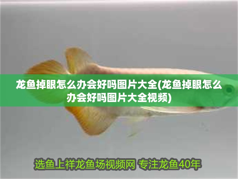 龍魚掉眼怎么辦會好嗎圖片大全(龍魚掉眼怎么辦會好嗎圖片大全視頻)