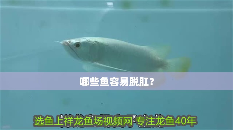 哪些魚容易脫肛？