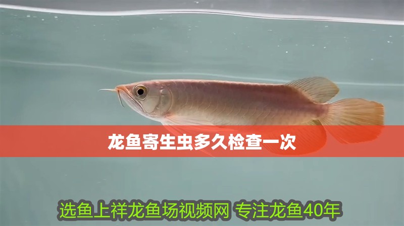 龍魚寄生蟲多久檢查一次