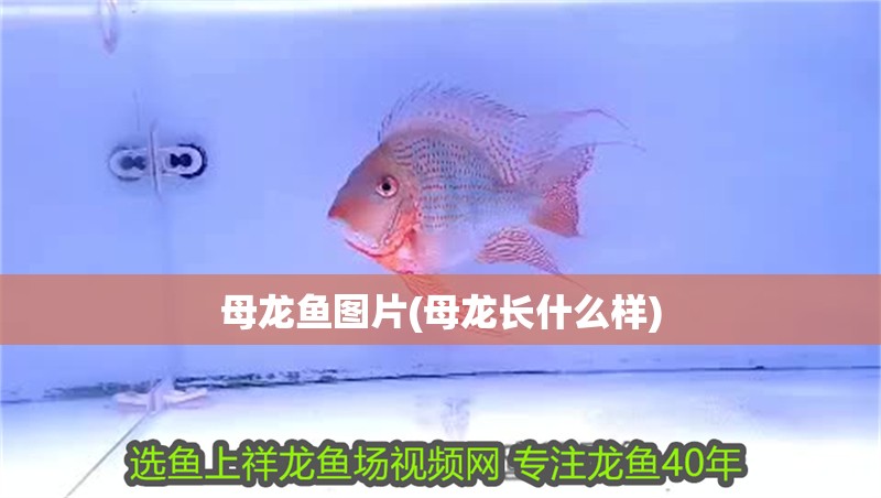 母龍魚(yú)圖片(母龍長(zhǎng)什么樣)