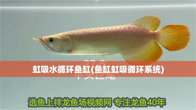 虹吸水循環(huán)魚缸(魚缸虹吸循環(huán)系統(tǒng))