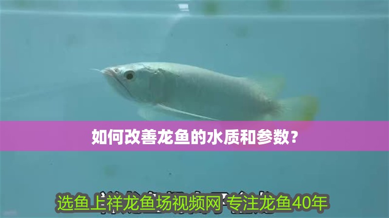 如何改善龍魚的水質和參數？