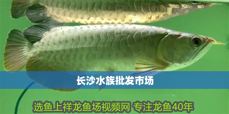 長沙水族批發(fā)市場