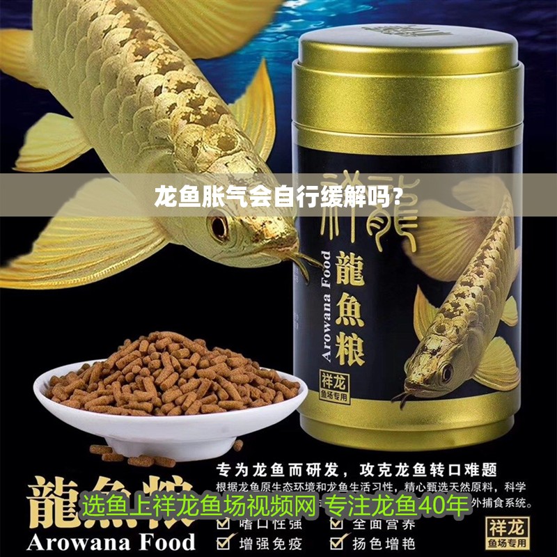 龍魚脹氣會自行緩解嗎？