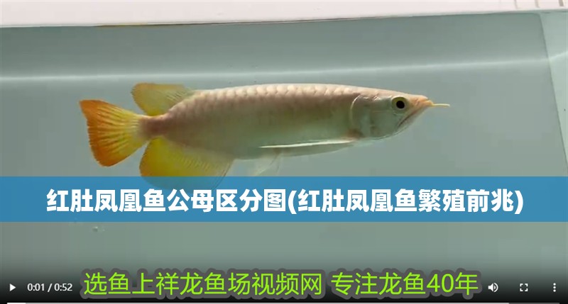 紅肚鳳凰魚公母區(qū)分圖(紅肚鳳凰魚繁殖前兆)