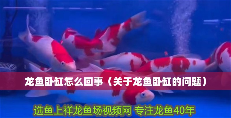 龍魚臥缸怎么回事（關于龍魚臥缸的問題）