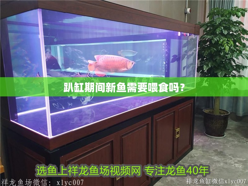 趴缸期間新魚需要喂食嗎？