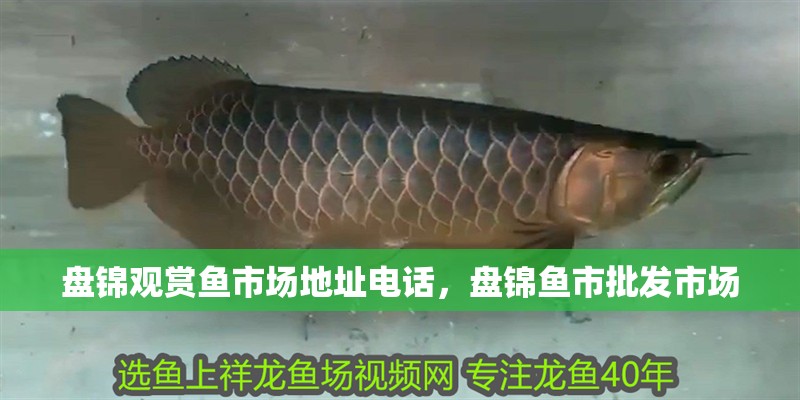 魚缸過濾器選購指南:自制魚缸過濾器魚缸上置過濾器對于養魚愛好者的必備知識 盤錦觀賞魚市場地址電話,盤錦魚市批發市場 觀賞魚百科 盤錦觀賞魚市場地址電話,盤錦魚市批發市場 盤錦觀賞魚市場地址電話,盤錦魚市批發市場 觀賞魚百科