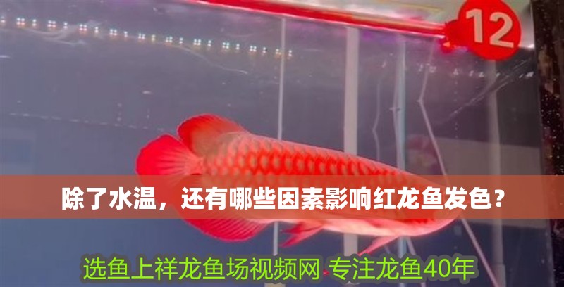 除了水溫，還有哪些因素影響紅龍魚發(fā)色？
