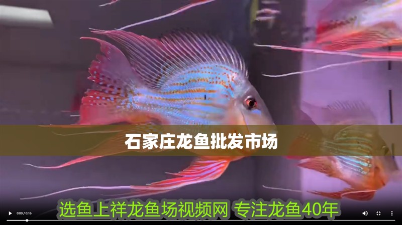 石家莊龍魚批發市場