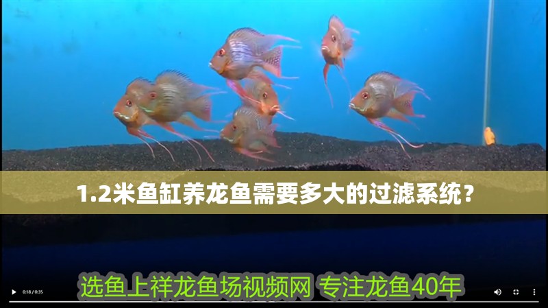 1.2米魚缸養龍魚需要多大的過濾系統？