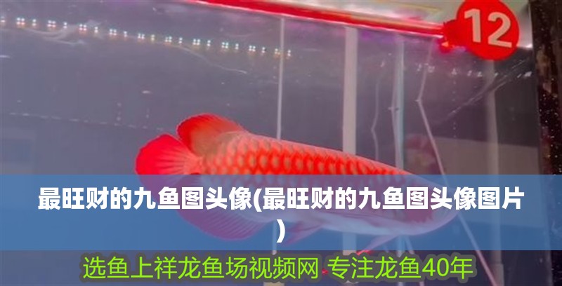 最旺財的九魚圖頭像(最旺財的九魚圖頭像圖片)