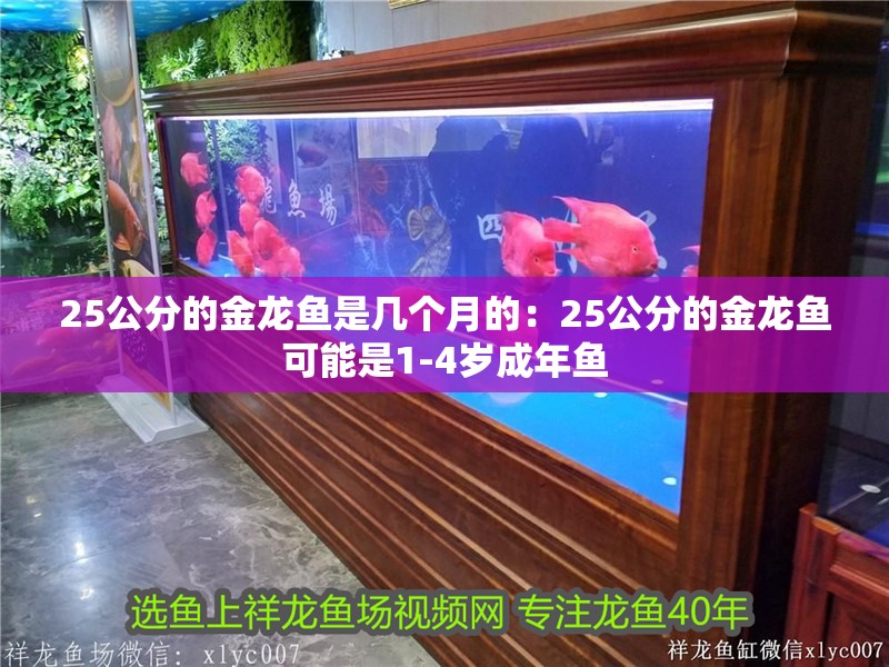 25公分的金龍魚是幾個月的：25公分的金龍魚可能是1-4歲成年魚 25公分的金龍魚是幾個月的：25公分的金龍魚可能是1-4歲成年魚 觀賞魚百科