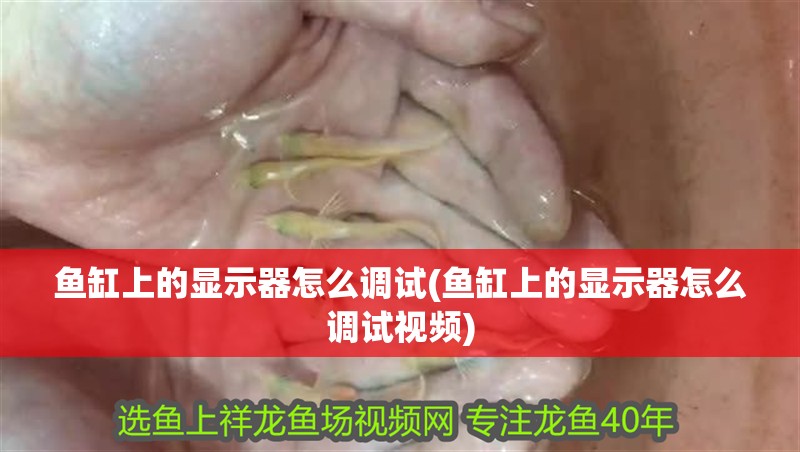 魚缸上的顯示器怎么調試(魚缸上的顯示器怎么調試視頻) 魚缸上的顯示器怎么調試(魚缸上的顯示器怎么調試視頻) 觀賞魚百科