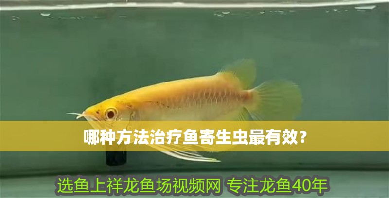 哪種方法治療魚寄生蟲最有效？