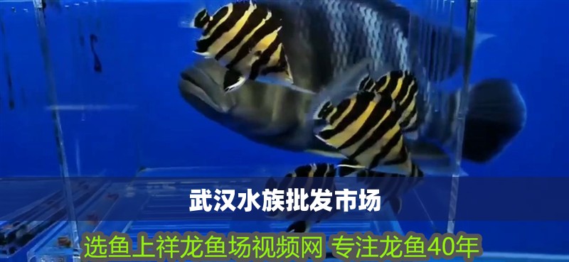 武漢水族批發市場