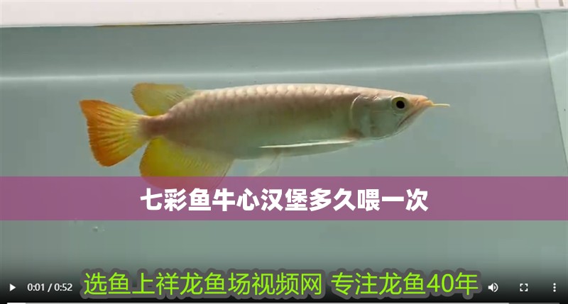 七彩魚牛心漢堡多久喂一次