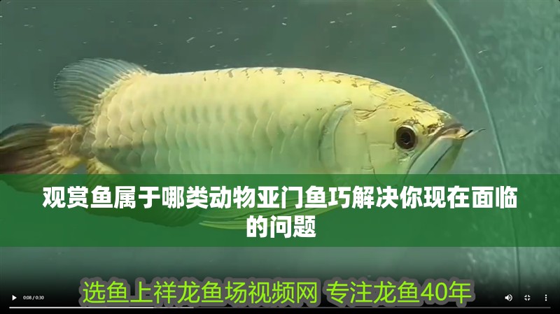 觀賞魚屬于哪類動物亞門魚巧解決你現在面臨的問題 觀賞魚屬于哪類動物亞門魚巧解決你現在面臨的問題 觀賞魚百科