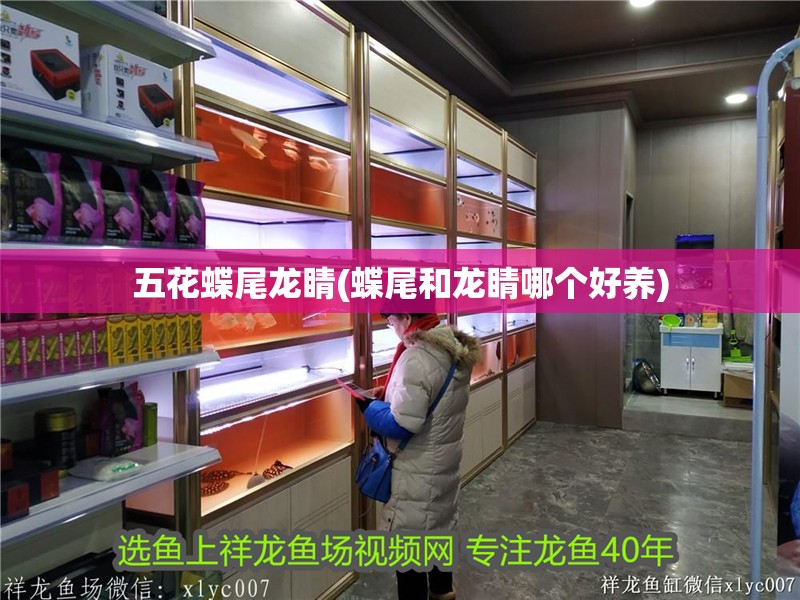 五花蝶尾龍睛(蝶尾和龍睛哪個好養)