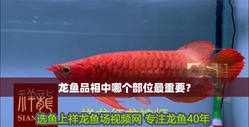 龍魚品相中哪個部位最重要？ 龍魚品相中哪個部位最重要？ 龍魚百科