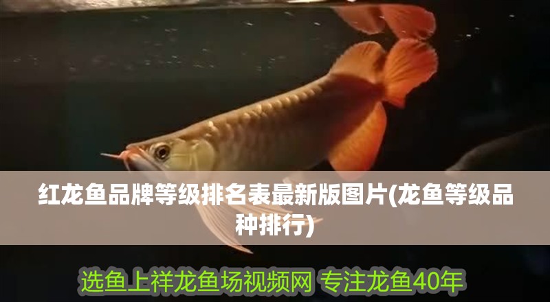 紅龍魚品牌等級排名表最新版圖片(龍魚等級品種排行)