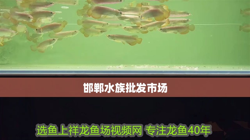 邯鄲水族批發市場