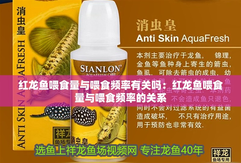 紅龍魚喂食量與喂食頻率有關(guān)嗎：紅龍魚喂食量與喂食頻率的關(guān)系