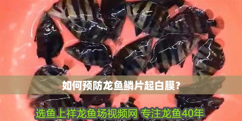 如何預防龍魚鱗片起白膜？