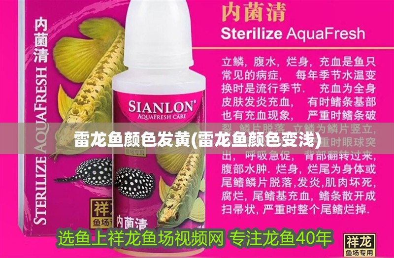 雷龍魚顏色發黃(雷龍魚顏色變淺)